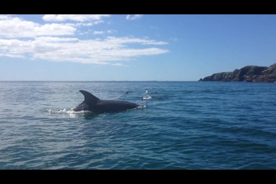מלון קליפדן Dolphin Beach House מראה חיצוני תמונה